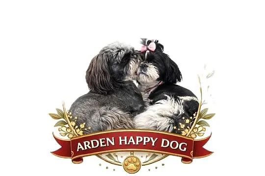Szczenięta shih tzu z genem blue, Śląskie, Zawiercie