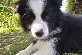 Suczki Border collie gotowe do odbioru