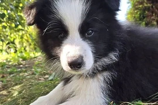 Suczki Border collie gotowe do odbioru, Podkarpackie, Dydnia