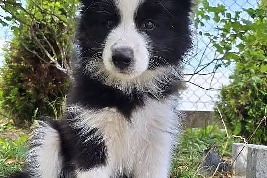 Suczki Border collie gotowe do odbioru, Podkarpackie, Dydnia