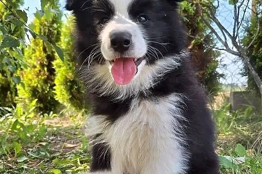 Suczki Border collie gotowe do odbioru, Podkarpackie, Dydnia