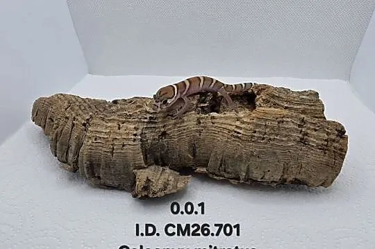 Coleonyx mitratus