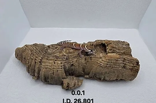 Coleonyx mitratus, Śląskie, Zawiercie