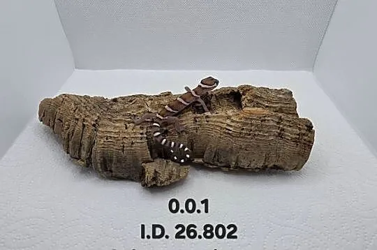 Coleonyx mitratus, Śląskie, Zawiercie