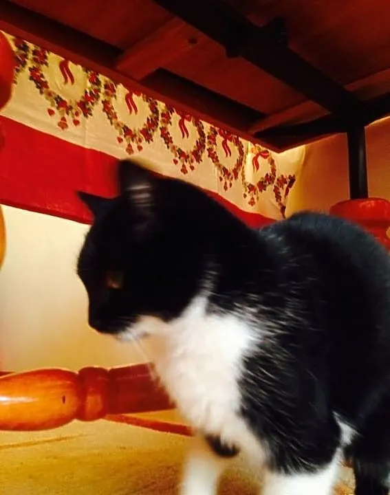 MISIA do pilnej adopcji, pomż , uratuj jej życie