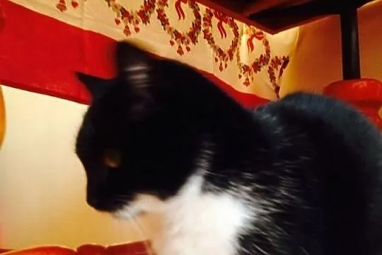 MISIA do pilnej adopcji, pomż , uratuj jej życie
