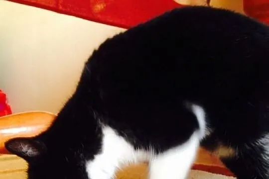 MISIA do pilnej adopcji, pomż , uratuj jej życie