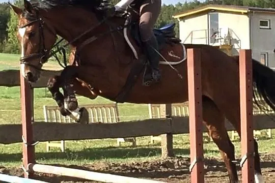 Klacz KWPN do sportu
