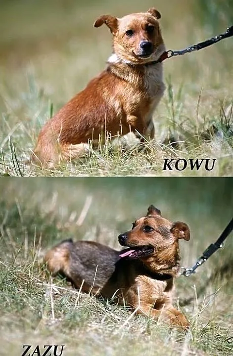 Bratnie dusze - Kowu i Zazu :), Warmińsko-mazurskie, Olsztyn
