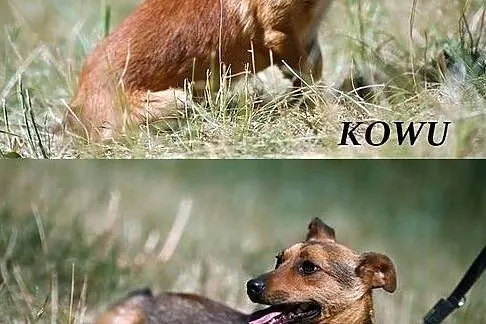 Bratnie dusze - Kowu i Zazu :), Warmińsko-mazurskie, Olsztyn