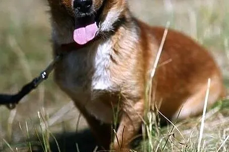 Bratnie dusze - Kowu i Zazu :), Warmińsko-mazurskie, Olsztyn