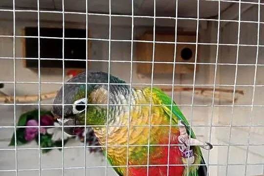 sprzedam Rudosterki