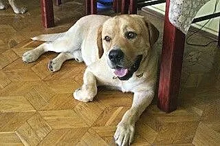 Laki, cynamonowy labrador szuka kochającego domu_