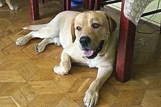 Laki,  cynamonowy labrador szuka kochającego domu_