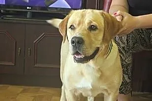 Laki,  cynamonowy labrador szuka kochającego domu_