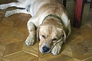Laki,  cynamonowy labrador szuka kochającego domu_