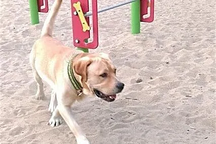 Laki,  cynamonowy labrador szuka kochającego domu_
