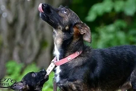 Majka mała sunia szuka kochającego domu!!!,  dolno