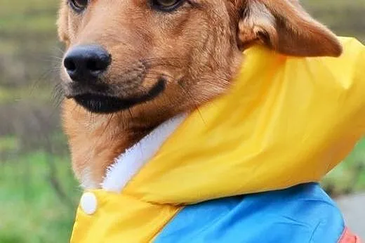 Młoda, kochana Draska - sunia idealna :),  warmińs