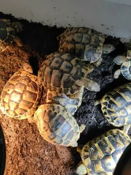 Żółw lądowy Olsztyn żółw grecki Olsztyn pełna dokumentacja zdrowe, 