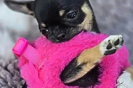 Chihuahua Czarna podpalana