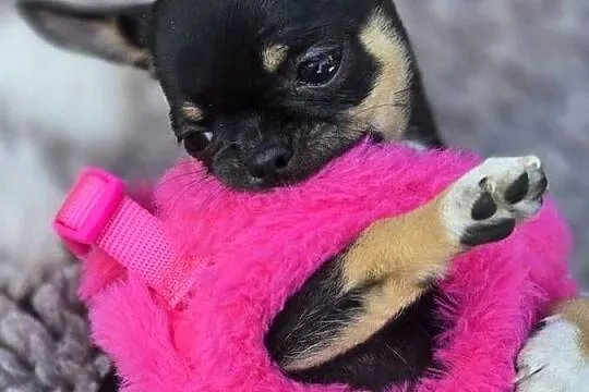 Chihuahua Czarna podpalana