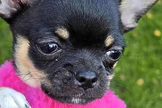 Chihuahua Czarna podpalana, Śląskie, Bielsko-Biała