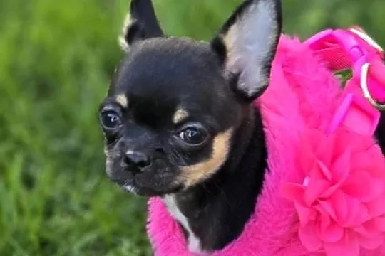 Chihuahua Czarna podpalana, Śląskie, Bielsko-Biała