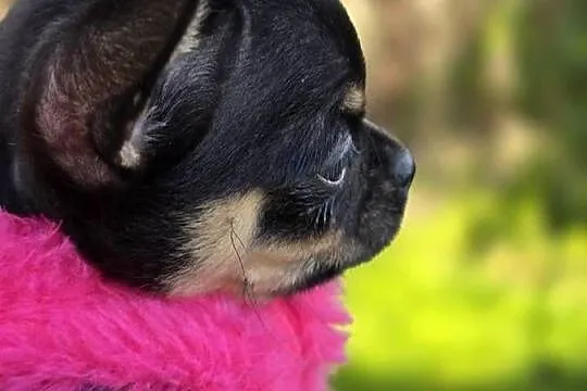 Chihuahua Czarna podpalana, Śląskie, Bielsko-Biała
