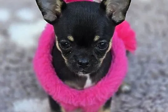 Chihuahua Czarna podpalana, Śląskie, Bielsko-Biała