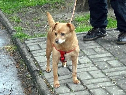 DUSIA - szukamy domu na zawsze dla malutkiej sunie