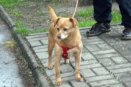 DUSIA - szukamy domu na zawsze dla malutkiej sunie