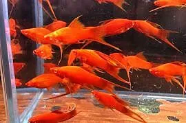 Wiedeński Lira Red Albino mieczyk