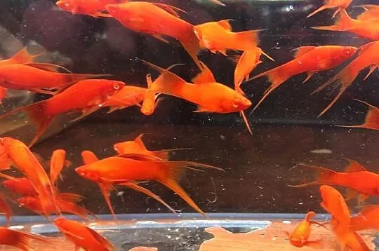 Wiedeński Lira Red Albino mieczyk, Łódzkie, Justynów