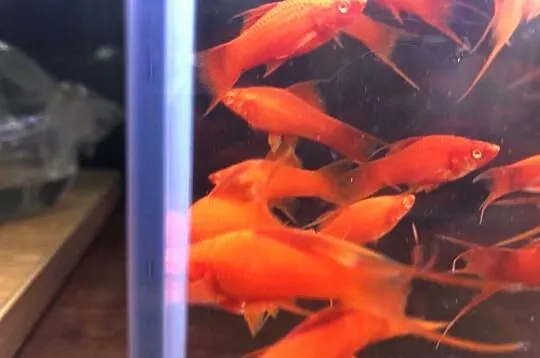 Wiedeński Lira Red Albino mieczyk, Łódzkie, Justynów