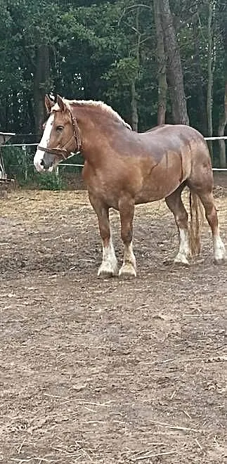 Sprzedam Klacz 8 lat, Mazowieckie, Ujrzanów