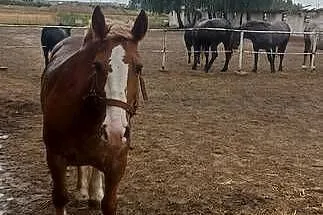 Sprzedam Klacz 8 lat, Mazowieckie, Ujrzanów