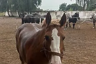 Sprzedam Klacz 8 lat, Mazowieckie, Ujrzanów