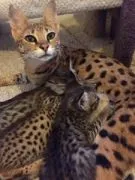 Kociak/kot rasy Savanna na sprzedaż.... Napisz do mnie na WhatsApp: +44 7453 907158