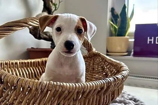 Wyjątkowy Jack Russell Terrier: Rodowód, Pasja i Serce! Gotowy do pokochani, Wielkopolskie, Poznań