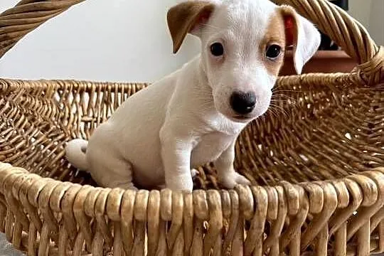 Wyjątkowy Jack Russell Terrier: Rodowód, Pasja i Serce! Gotowy do pokochani, Wielkopolskie, Poznań