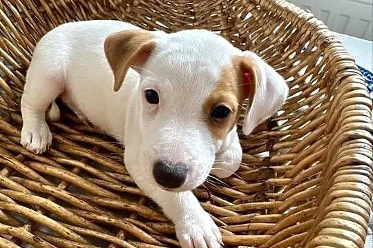 Wyjątkowy Jack Russell Terrier: Rodowód, Pasja i Serce! Gotowy do pokochani, Wielkopolskie, Poznań