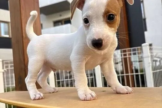 Wyjątkowy Jack Russell Terrier: Rodowód, Pasja i Serce! Gotowy do pokochani, Wielkopolskie, Poznań