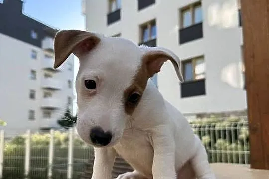 Wyjątkowy Jack Russell Terrier: Rodowód, Pasja i Serce! Gotowy do pokochani, Wielkopolskie, Poznań
