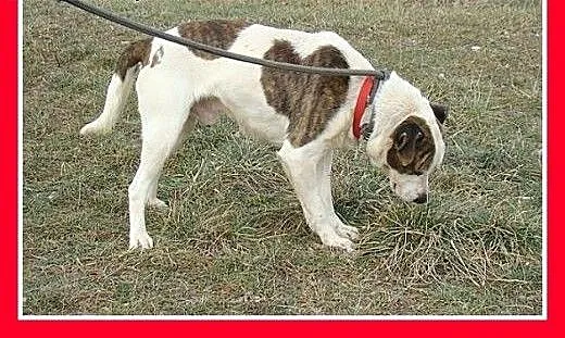 Amstaff mix dla doświadczonych,kontaktowy pies ALB