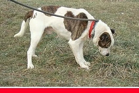 Amstaff mix dla doświadczonych,kontaktowy pies ALB