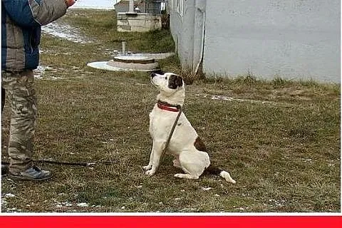 Amstaff mix dla doświadczonych,kontaktowy pies ALB