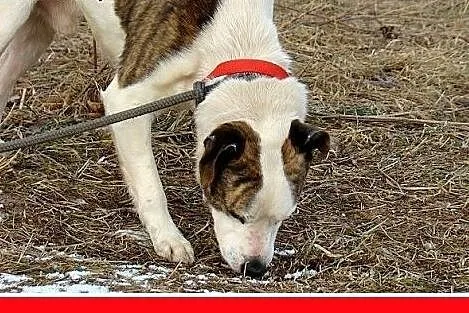 Amstaff mix dla doświadczonych,kontaktowy pies ALB