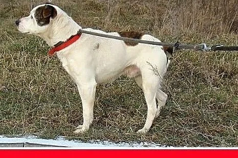 Amstaff mix dla doświadczonych,kontaktowy pies ALB