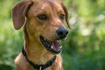 ZDZISIO - wyrzucony na stacji beznynowej, kochany psiak szuka domu!